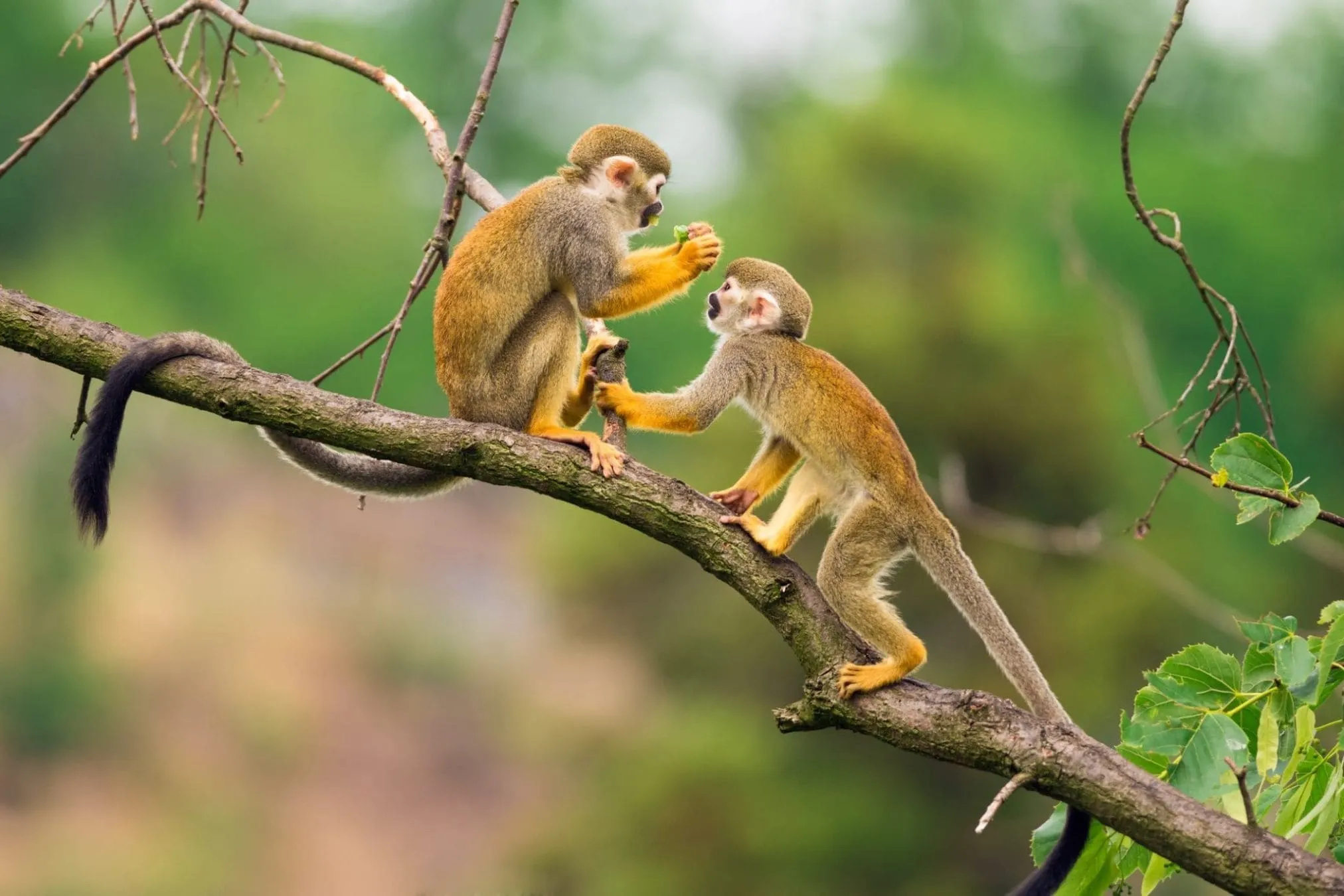 Căn duyên tiền định tuổi Mậu Thân: Muốn một bước giàu sụ, lưu ngay những con giáp này