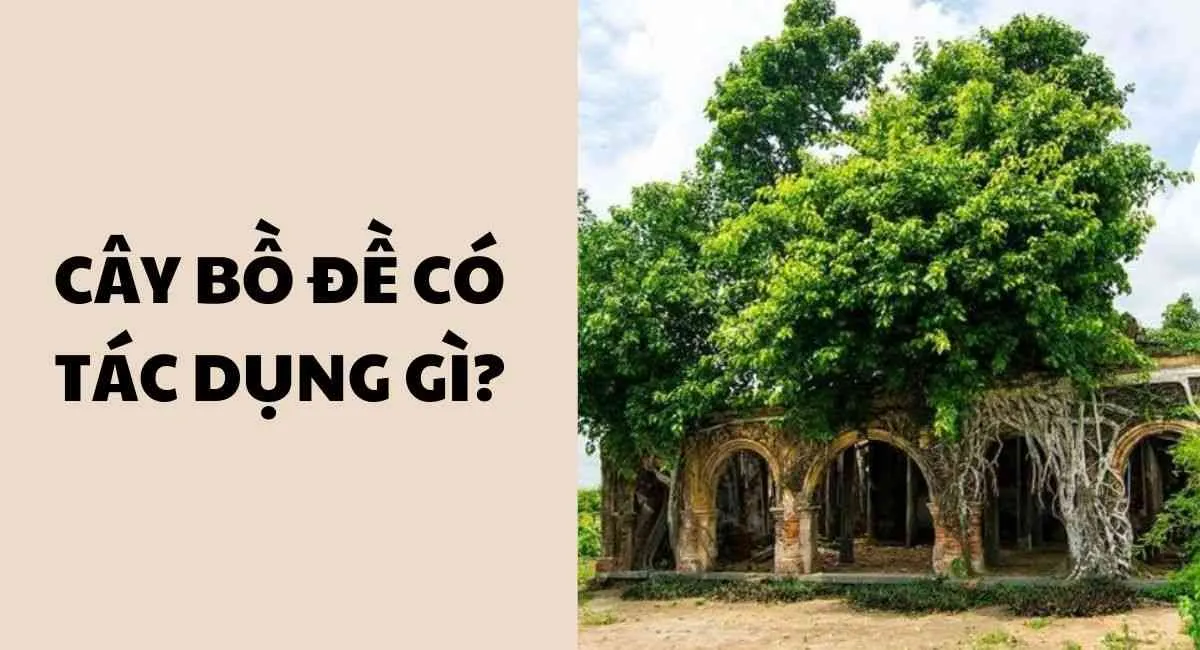 Cây bồ đề có tác dụng gì? Công dụng không tưởng chưa chắc bạn đã biết