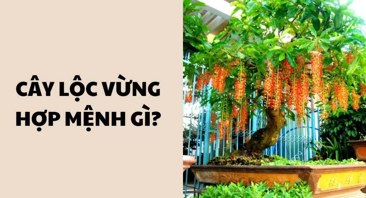 Cây lộc vừng hợp mệnh gì theo phong thủy? 3 bản mệnh cực hợp giúp tăng vượng khí