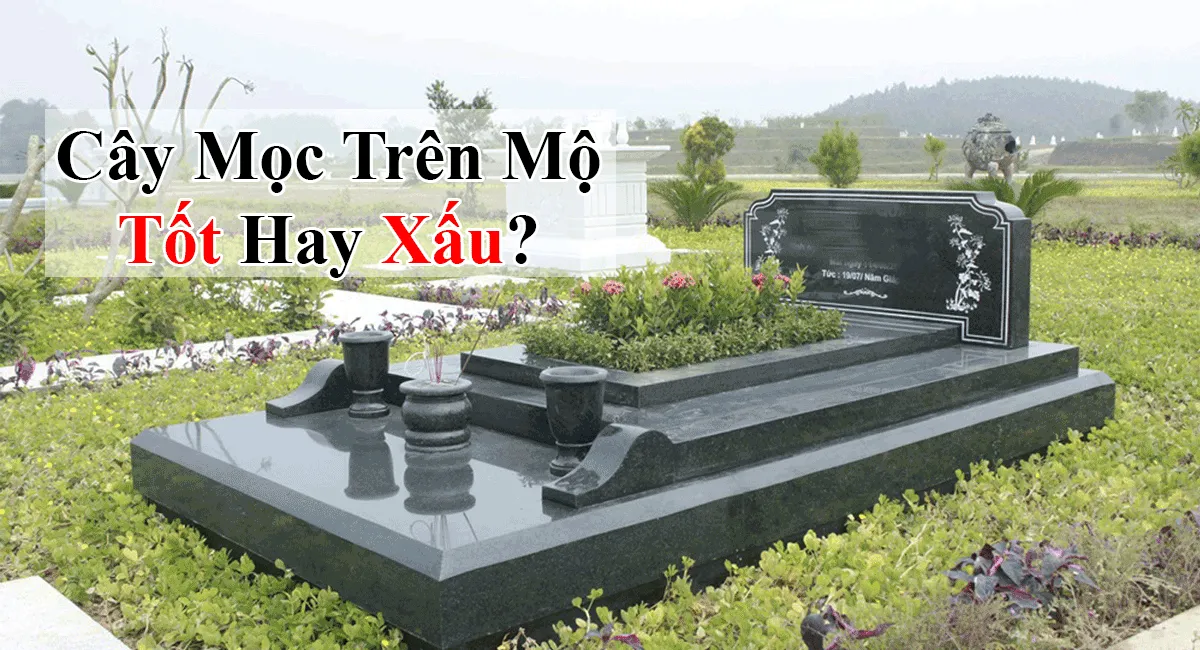 Cây mọc trên mộ tốt hay xấu? Đặc biệt lưu ý khi cây mọc ở vị trí này