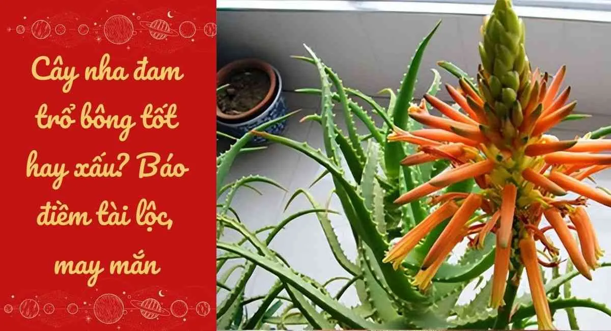 Cây nha đam trổ bông tốt hay xấu? Báo điềm tài lộc, biết tận dụng một bước giàu sang