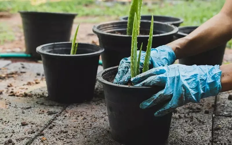 Cây nha đam trổ bông tốt hay xấu? Báo điềm tài lộc, biết tận dụng một bước giàu sang