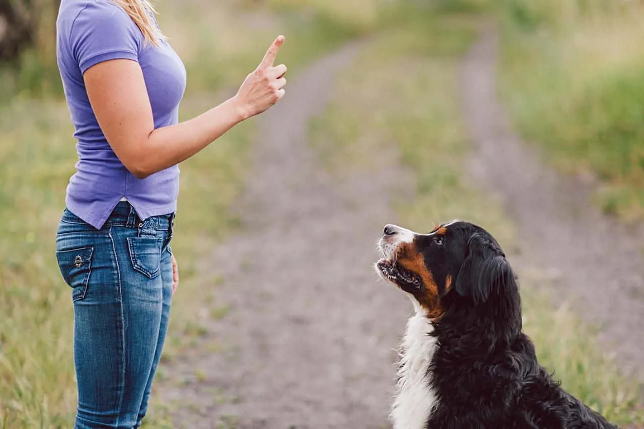 Chó vào nhà là điềm gì? Làm ngay điều này để không mất tài lộc