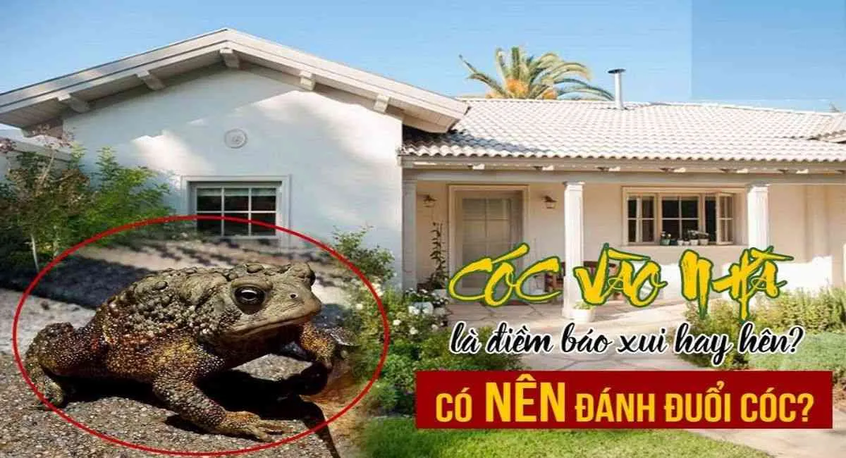 Có Cóc vào nhà là điềm gì? Nếu vào kiểu này hãy chuẩn bị đón may mắn