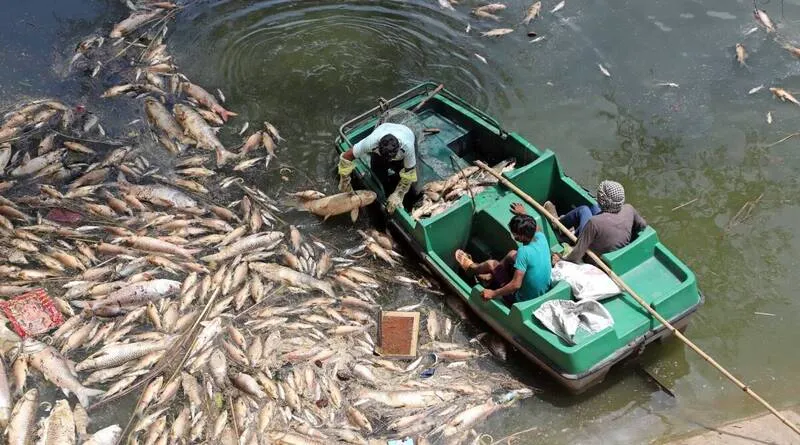 Giải mã giấc mơ thấy cá chết: Dấu hiệu tranh chấp tài sản không nên bỏ qua