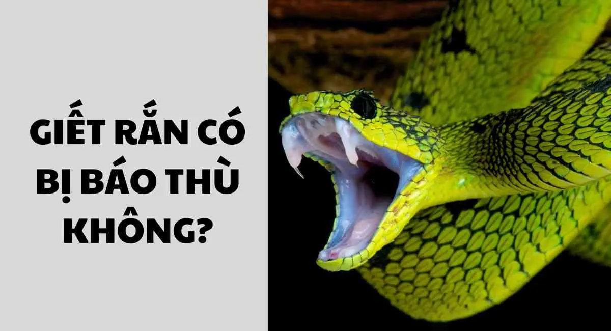 Giết rắn có bị báo thù không? Không lo bị trả thù nhờ bí quyết này