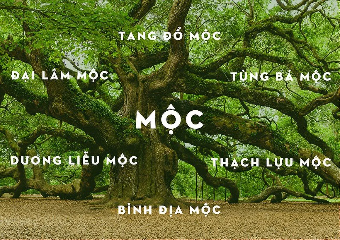 Kim và Mộc có hợp nhau không? Cách hóa giải để gắn bó cả đời