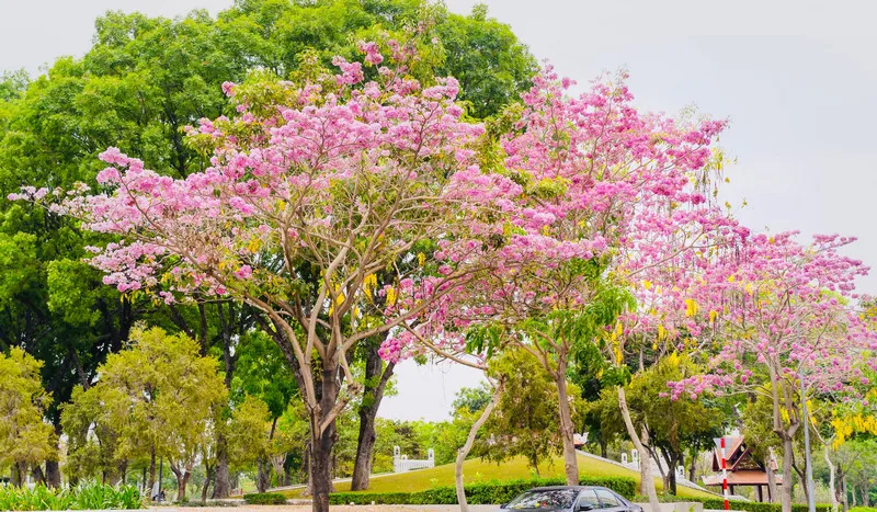 Mơ thấy cây nở hoa có ý nghĩa gì? Cảnh giác ngay khi thấy loại hoa này