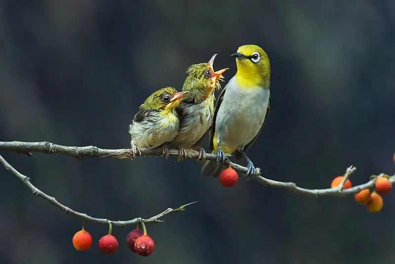 Mơ thấy con chim – Thần tài sớm gõ cửa nếu biết rõ điều này