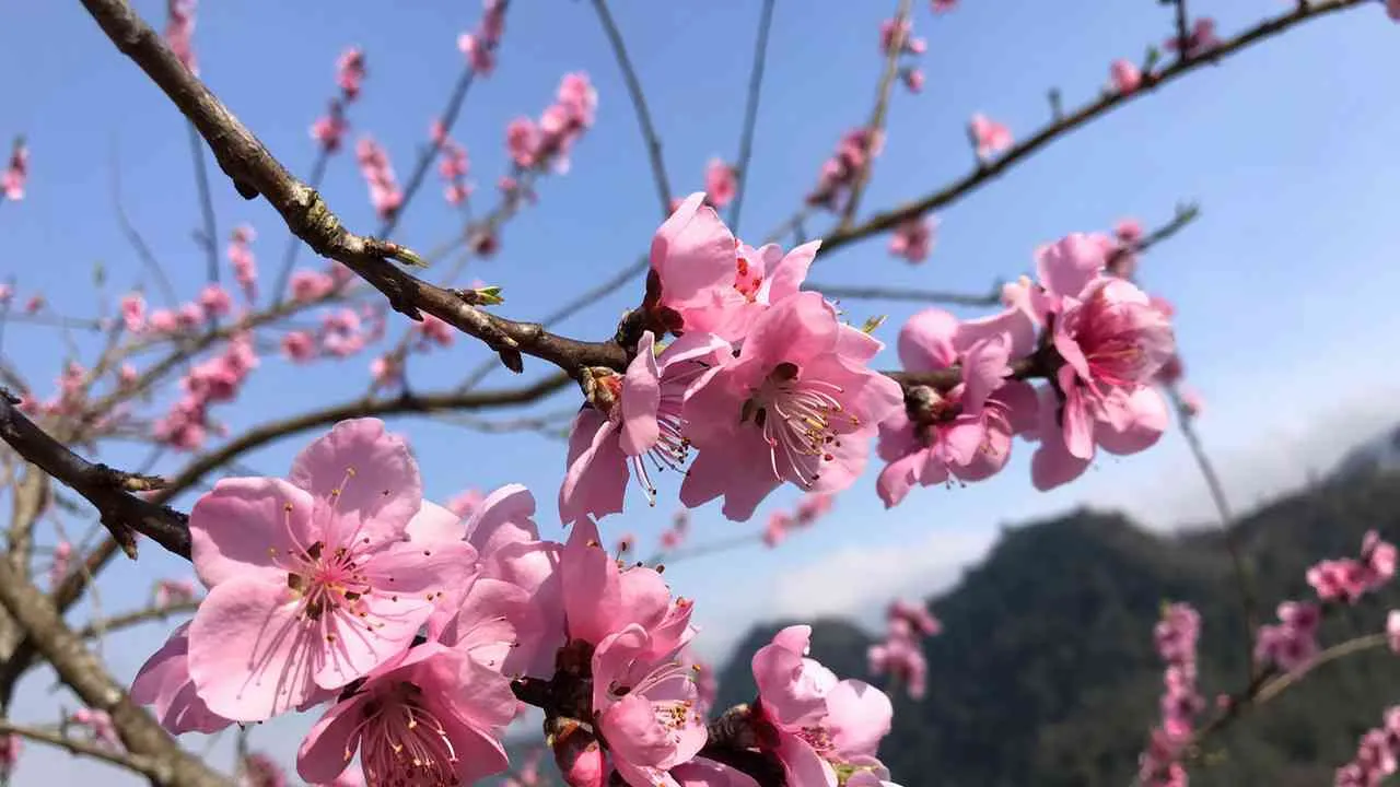 Mơ thấy hoa đào nở: Hết độc thân ngay nếu chiêm bao thấy điều này