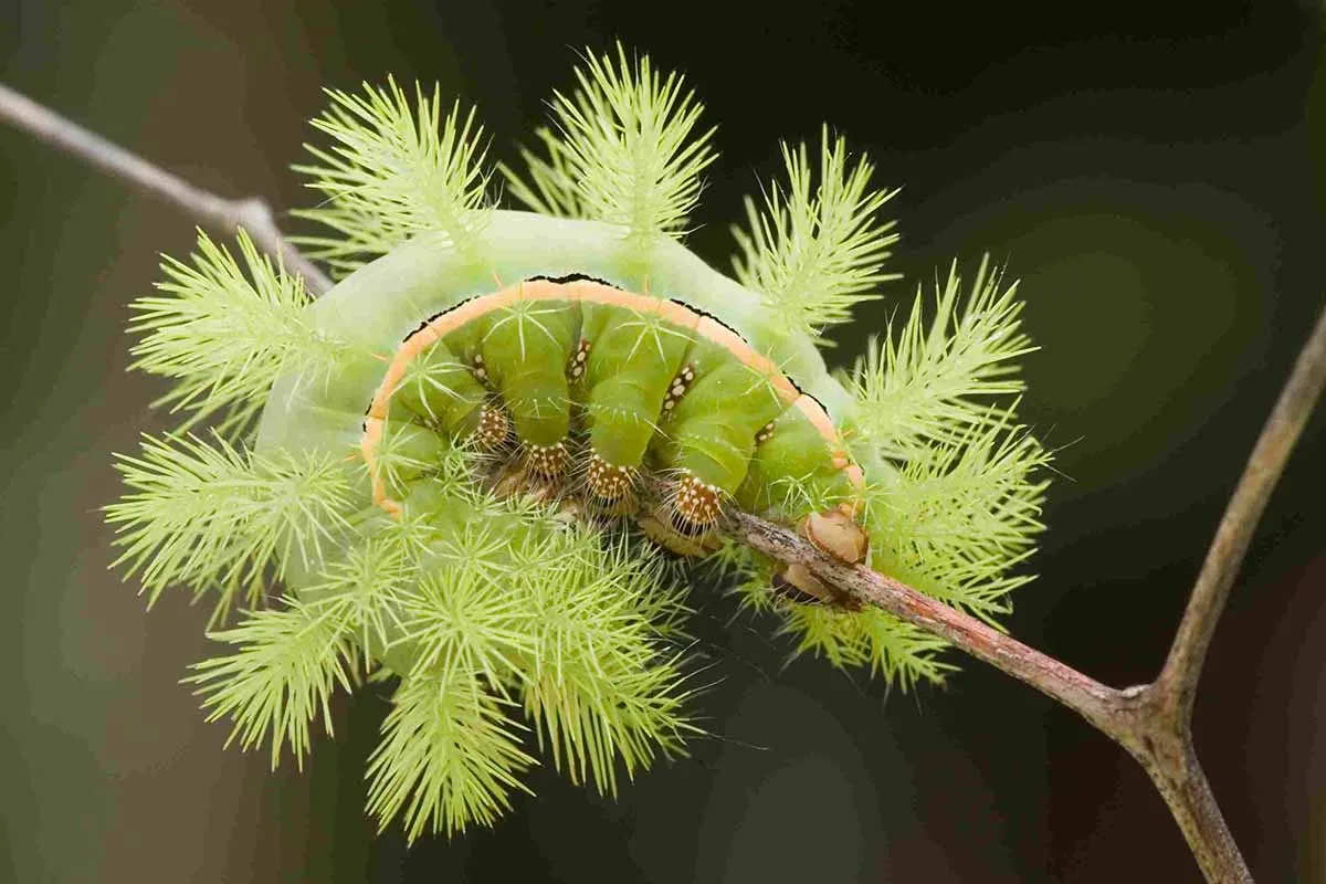 Mơ thấy sâu lành hay dữ? Làm điều này để biến nguy thành cơ