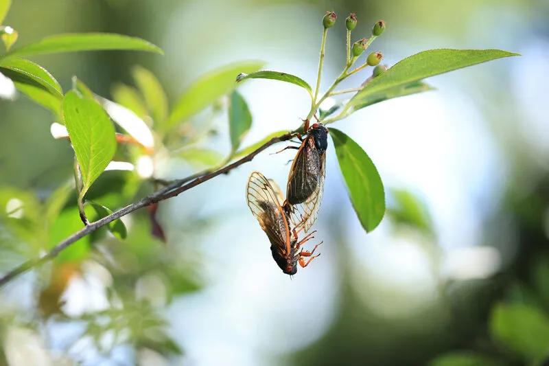 Mơ thấy ve sầu có ý nghĩa gì? Biết được điều này không còn bất an, sợ hãi