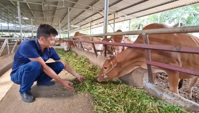 Nằm mơ thấy bò vàng là điềm báo gì? Lộc trời ban, sự nghiệp lên như diều gặp gió