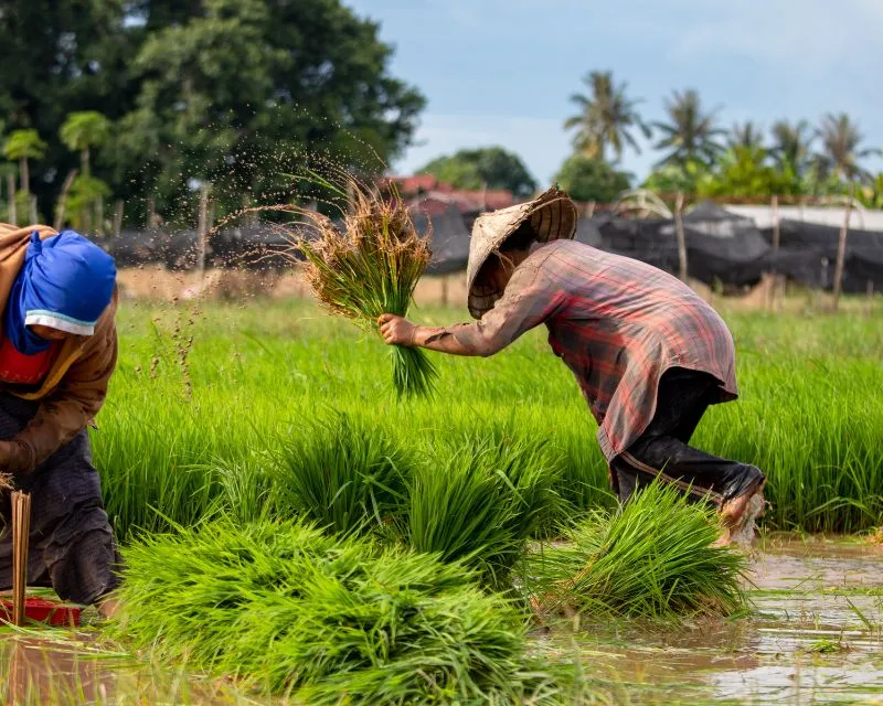 Nằm mơ thấy lội ruộng: Tài lộc dồi dào, nằm không cũng có tiền nhờ vào dấu hiệu này