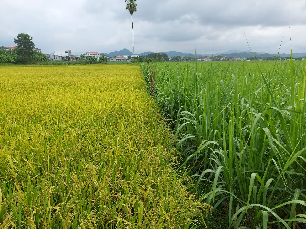 Nằm mơ thấy người ta cho gạo: Ăn nên làm ra, tài lộc cực đỏ nếu biết cách tận dụng