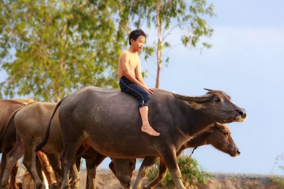 Nằm mơ thấy trâu đánh số gì? Ghi lại ngay những con số này để thử vận may