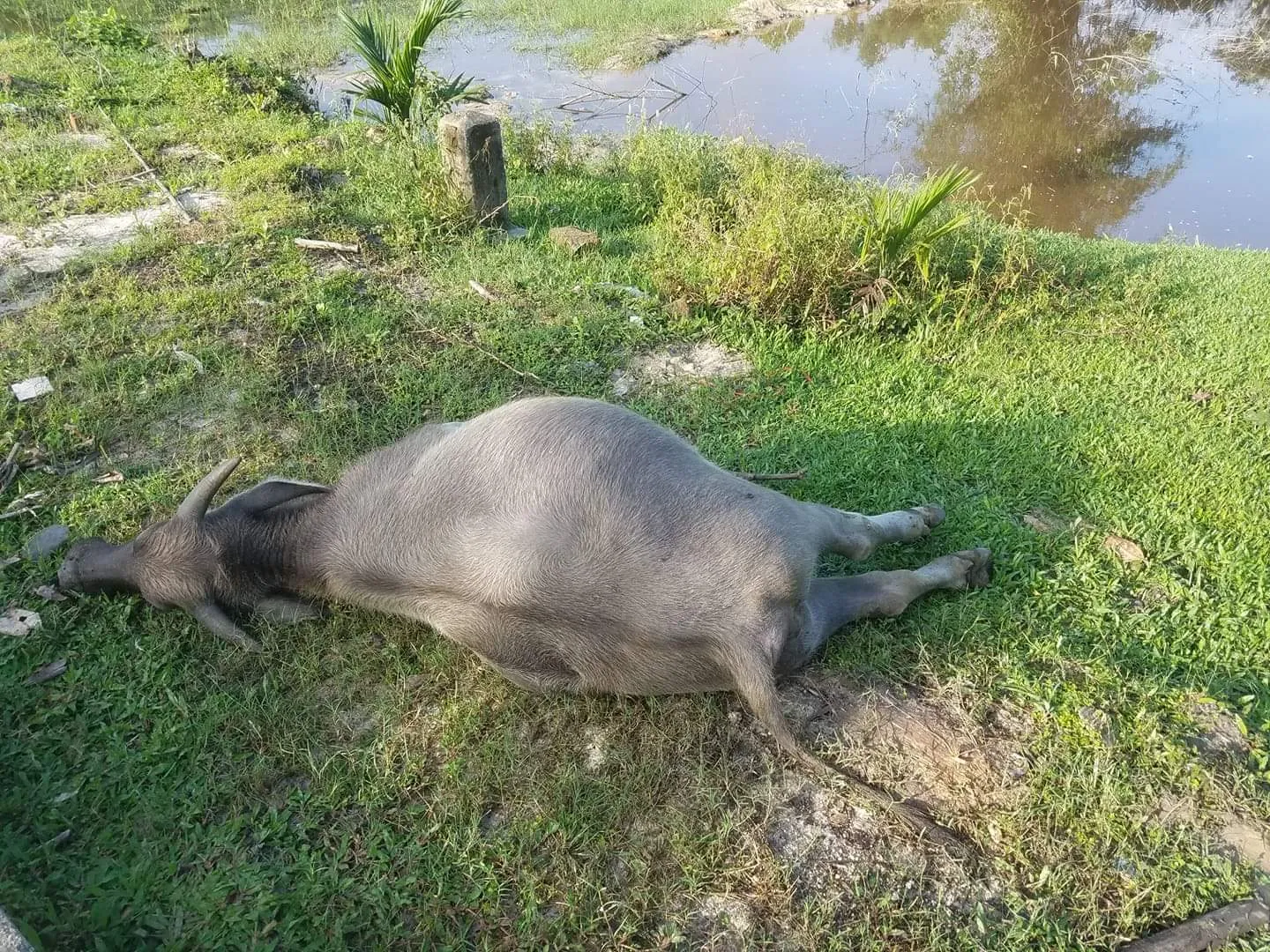 Nằm mơ thấy trâu đánh số gì? Ghi lại ngay những con số này để thử vận may