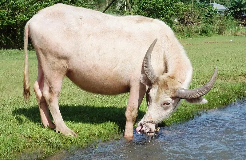 Nằm mơ thấy trâu đánh số gì? Ghi lại ngay những con số này để thử vận may