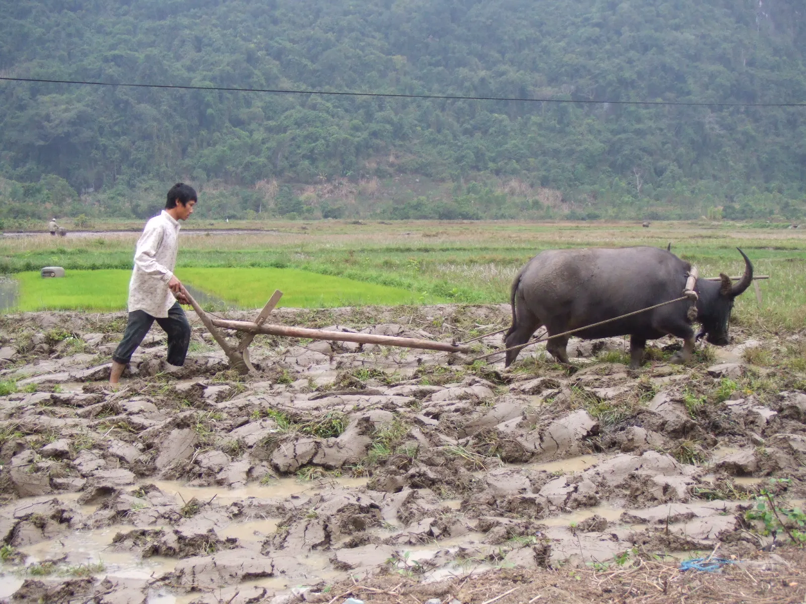 Nằm mơ thấy trâu đánh số gì? Ghi lại ngay những con số này để thử vận may