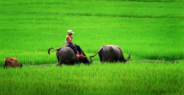 Nằm mơ thấy trâu đánh số gì? Ghi lại ngay những con số này để thử vận may