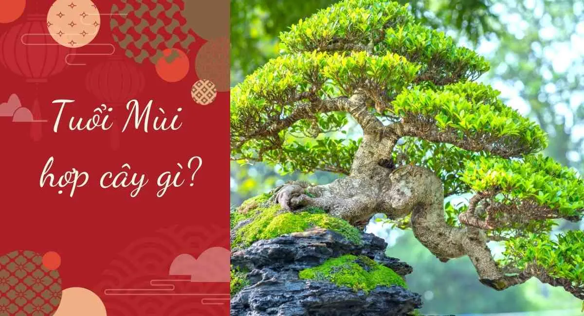 Người tuổi Mùi hợp cây gì? Chọn ngay cây này vận may kéo đến