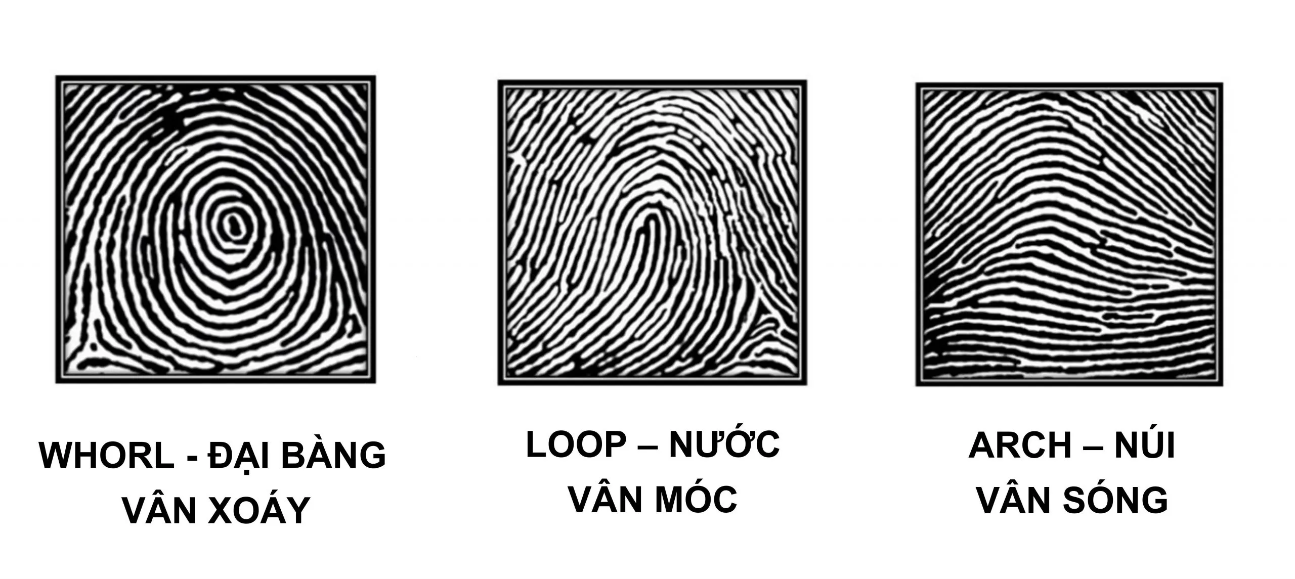Nhận diện các chủng vân tay, biết ngay tính cách điển hình