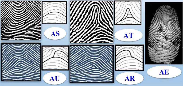 Nhận diện các chủng vân tay, biết ngay tính cách điển hình