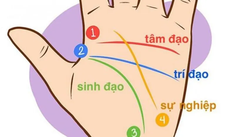 Nốt ruồi trên gò Kim Tinh là lành hay dữ, vị trí nốt ruồi lòng bàn tay quý tướng