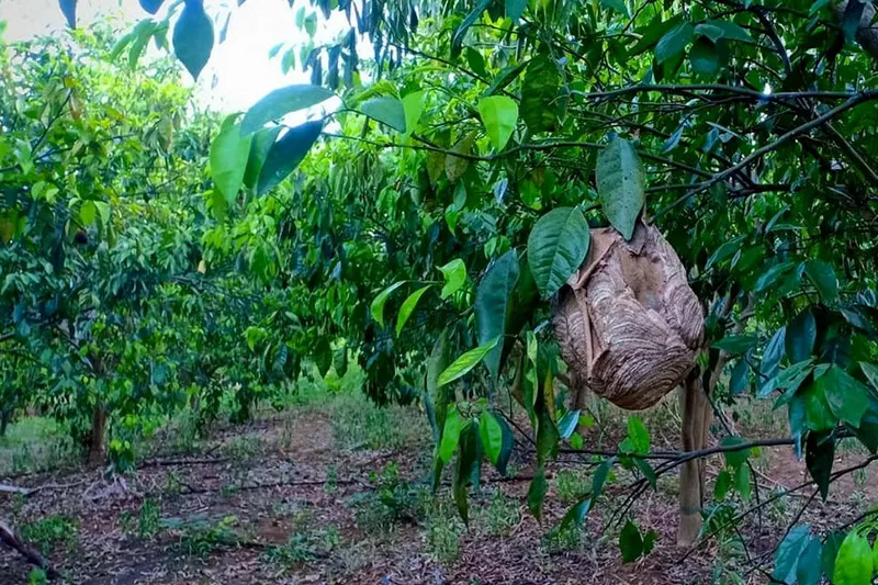 Ong làm tổ trên mộ tốt hay xấu, cách hóa giải tránh tai ương ập tới cả nhà