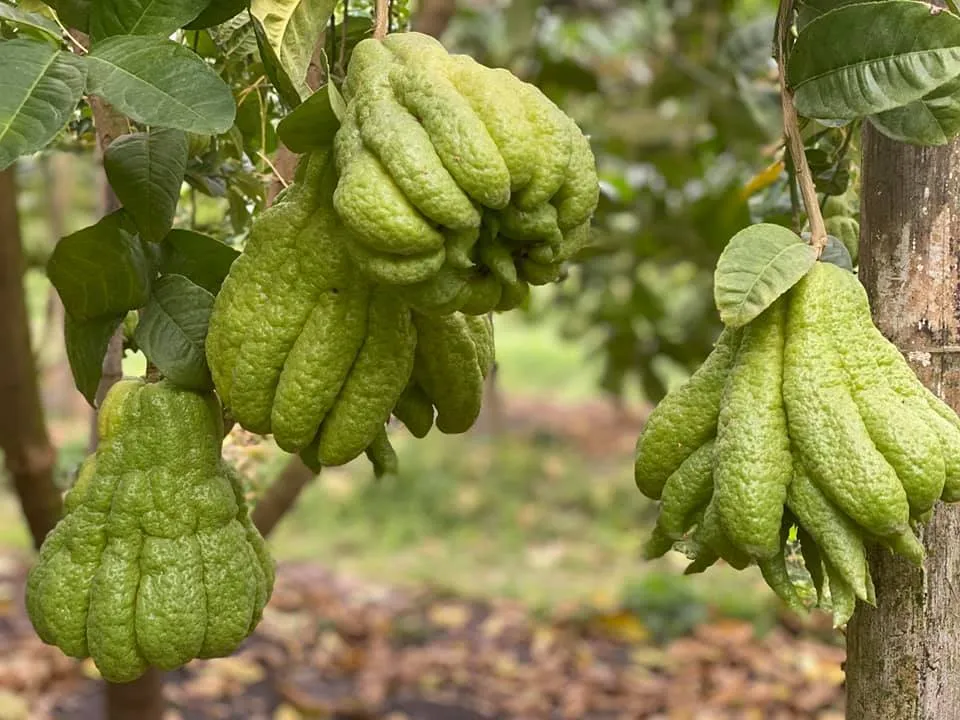 Quả phật thủ bày mâm ngũ quả ngày Tết – gia tiên chứng giám, phúc lộc cả năm