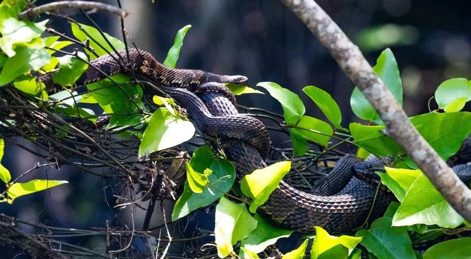 Rắn bò vào bàn thờ ông Địa: Kiểm tra ngay phần âm để tránh tai ương ập tới