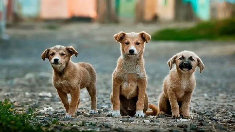 Sinh năm 1958 mệnh gì? Tuyệt đối ghi nhớ các điều này để một đời bình an