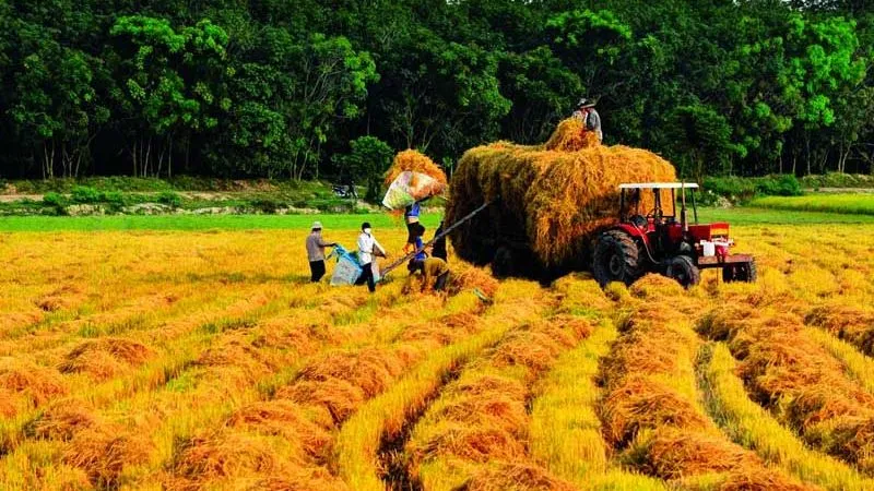 Tiết Mang Chủng: Thời điểm thích hợp để thu hoạch và gieo trồng vụ mùa mới