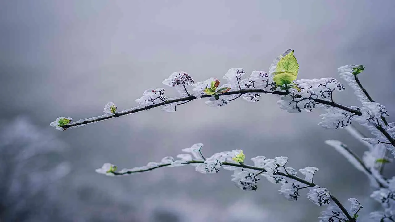 Tiết Tiểu Tuyết: Kinh doanh suôn sẻ, phát tài phát lộc nếu nắm được những điều này